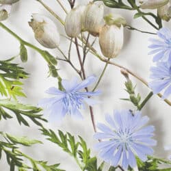 Cut out picture of chicory blooms and leaves.