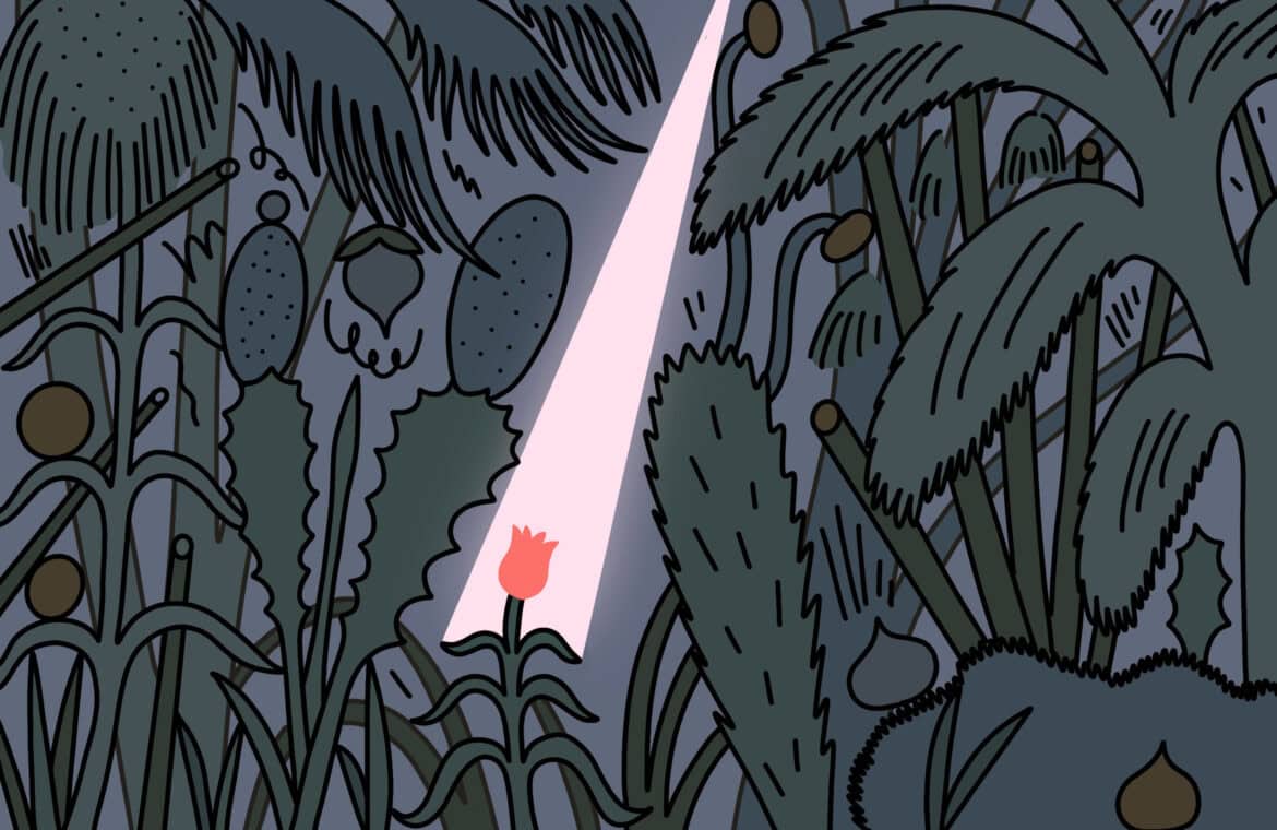A small flower is overshadowed by the undergrowth. A ray of light pierces through to reach it.