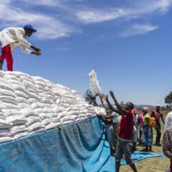 A person tosses a white sack up to another person who is standing on a truck bed with many sacks.