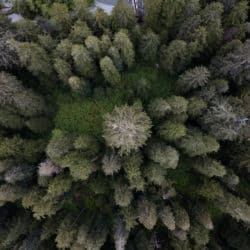 Photo of forest from above, looking down.