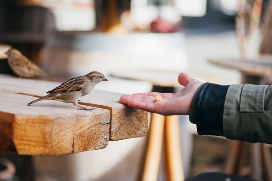 a person holding out their hand with food to a sparrow.